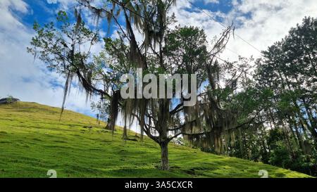 Cette photo captivante met en valeur un arbre saisissant drapé de longs brins de mousse espagnole, debout seul sur une colline verdoyante ensoleillée Banque D'Images