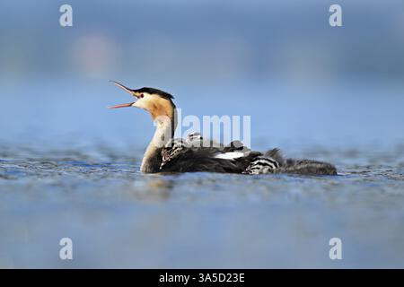 Great Crested Grebe (Podiceps festonné Ribbonfish), avec deux poussins en plumage et nageant dans le lac de Zoug, Canton Zoug, Suisse, Europe Banque D'Images