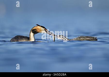 Grand grèbe à crête (Podiceps festonné Ribbonfish) nourrissant sa progéniture avec des poissons, lac de Zoug, Canton de Zoug, Suisse, Europe Banque D'Images