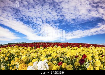 Mer de fleurs. Israël. Un merveilleux voyage pour la beauté printanière. Butterbutter de jardin jaune et rouge luxuriant ranunculus dans un champ de kibboutz avec un magnifique carpe Banque D'Images