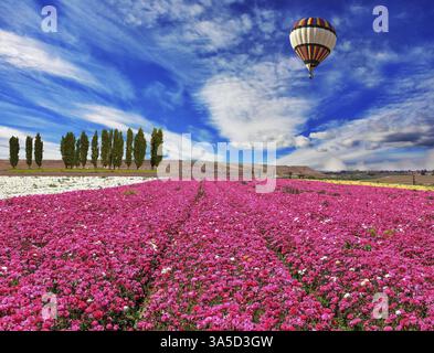 Journée de printemps venteuse. Un champ des papillons en fleurs de couleur lilas douce. Un énorme ballon survole un champ Banque D'Images