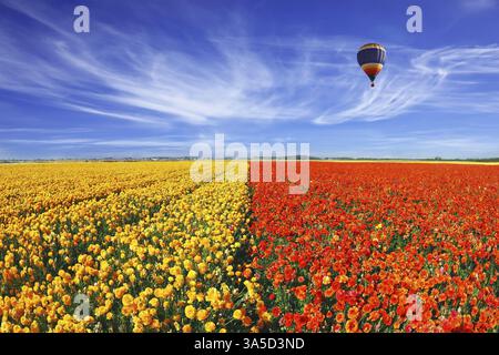L'immense champ de papillons rouges et oranges (Ranunculus asiaticus). Merveilleuse humeur printanière, belle grosse montgolfière vole au-dessus du champ. La photo a été prise Banque D'Images
