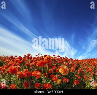 Le concept d'agro-tourisme. Immense champ pittoresque de papillons en fleurs. Nuages cirrus légers sur la splendeur florale Banque D'Images