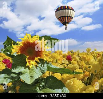 L'énorme ballon multicolore vole dans le ciel nuageux au-dessus du champ de kibboutz. Le champ est semé par des papillons de jardin fleuris et un su pittoresque Banque D'Images