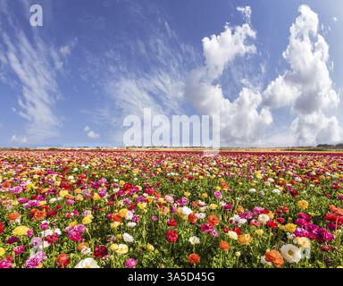 Carte de voeux. Sud d'Israël, jour d'été. Papillons multicolores pittoresques et nuages de cirrus. Le concept écologique, rural et photot Banque D'Images