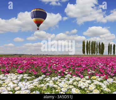Champ des papillons en fleurs - ranoncule de couleur blanche et lilas. Journée de printemps venteuse. Un énorme ballon survole un champ Banque D'Images