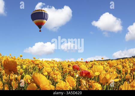 Les champs fleuris des papillons de jardin. Un énorme ballon multicolore vole lentement au-dessus du champ. Concept de tourisme rural et extrême Banque D'Images