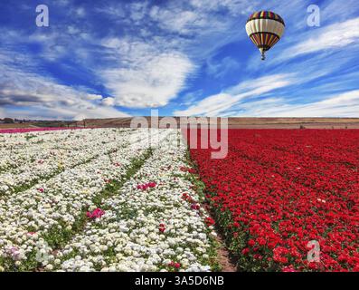 Journée venteuse de printemps. Champ de fleurs rouges et blanches Buttercups ranunculus. Un énorme ballon survole un champ Banque D'Images