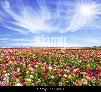 Le champ pittoresque des papillons colorés fleuris. Un soleil éclatant réchauffe de merveilleuses fleurs. Concept de tourisme actif et écologique Banque D'Images