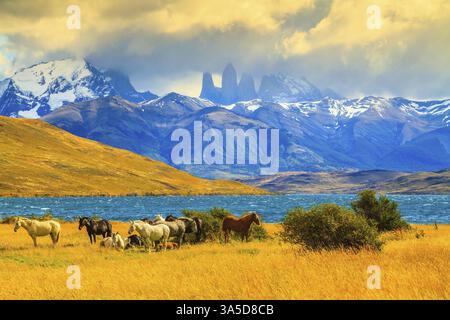 Lumière magique du coucher de soleil. Rochers Torres del Paine visibles parmi les nuages. Troupeau de mustangs sur la rive de Laguna Azul Banque D'Images