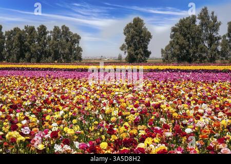 Belle journée de printemps ensoleillée. Magnifique tapis fleuri rayé. Champ de kibboutz de papillons colorés fleuris. Promenade printanière dans le sud d'Israël. Écologique Banque D'Images