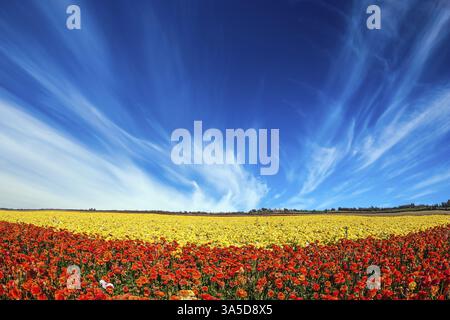 Nuages cirrus légers sur la splendeur florale. Le concept de tourisme rural. Immense champ pittoresque de papillons en fleurs Banque D'Images