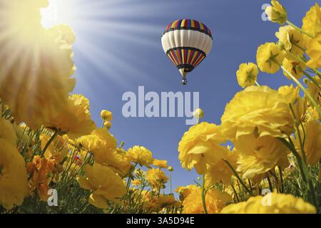 Champ pittoresque de beaux ranonculs jaunes de papillons. Le soleil printanier brille un ballon multicolore volant Banque D'Images