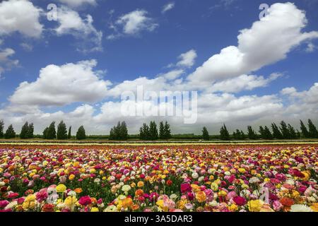 Kibboutz à fleurs à la frontière avec la bande de Gaza. Papillons à fleurs printanières. Le magnifique tapis de fleurs de papillons colorés de jardin Banque D'Images