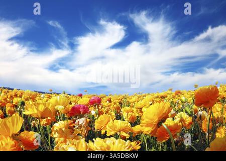 Immenses champs de papillons de jardin en fleurs (Ranunculus asiaticus). Le merveilleux temps printanier, les nuages légers volant à travers un ciel bleu. L'image w Banque D'Images