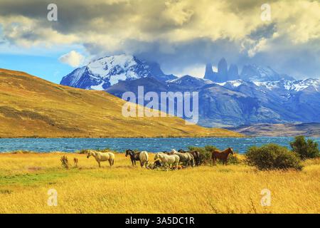 Lumière magique du coucher de soleil. Rochers Torres del Paine visibles parmi les nuages. Troupeau de mustangs sur la rive de Laguna Azul Banque D'Images