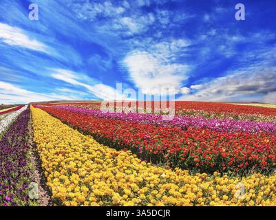 Journée de printemps ensoleillée dans le sud d'Israël. Immenses champs de papillons de jardin / ranunculus / mûrs pour la récolte Banque D'Images