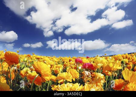 Le merveilleux temps printanier, les nuages légers volant à travers un ciel bleu. Immenses champs de papillons de jardin en fleurs (Ranunculus asiaticus). L'image w Banque D'Images