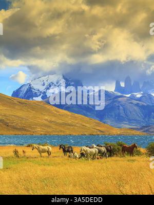 Lumière magique du coucher de soleil. Rochers Torres del Paine visibles parmi les nuages. Troupeau de mustangs sur la rive de Laguna Azul Banque D'Images