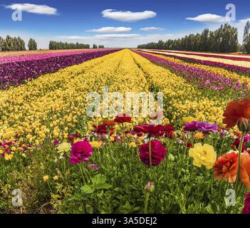 Le concept d'écologie, de rural et de phototourisme. Jour d'été en Israël. Papillons multicolores pittoresques et nuages légers. Carte de voeux Banque D'Images