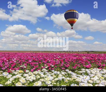 Champ des papillons en fleurs - ranoncule de couleur blanche et lilas. Journée de printemps venteuse. Un énorme ballon survole un champ Banque D'Images