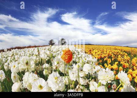 La photo a été prise objectif Fisheye. Immenses champs de papillons de jardin en fleurs (Ranunculus asiaticus). Le merveilleux temps de printemps, nuages volant AC Banque D'Images
