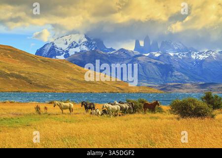 Rochers Torres del Paine visibles parmi les nuages. Lumière magique du coucher de soleil. Troupeau de mustangs sur la rive de Laguna Azul Banque D'Images