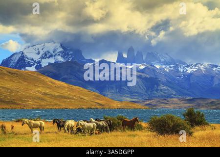 Lumière magique du coucher de soleil. Troupeau de mustangs sur la rive de Laguna Azul. Rochers Torres del Paine visibles parmi les nuages Banque D'Images