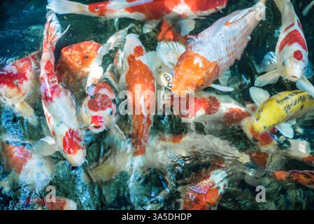 Poisson de carpe ou carpe fantaisie Koi japonais ou poisson Koi appelé est un bel animal aquatique ou animal de compagnie aquatique en asie et au Japon Banque D'Images