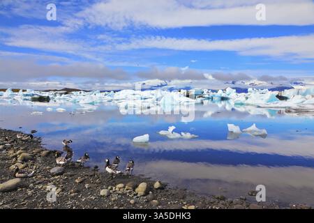 Floes flottant dans l'océan, et oiseaux polaires sur la rive de la lagune océanique. Joekulsarlon Glacial Lagoon en Islande Banque D'Images