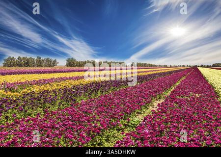 Merveilleux jour chaud de mai. Les fleurs sont plantées de rayures de différentes couleurs. Les nuages de cirrus volent au-dessus du champ des papillons de jardin fleuris. Concept de Banque D'Images