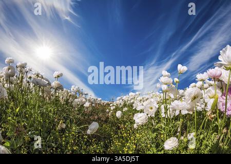 Champ pittoresque de papillons blancs et roses fleuris. Le ciel bleu et les nuages légers sont éclairés par le soleil chaud du printemps. Le concept d'artisti Banque D'Images