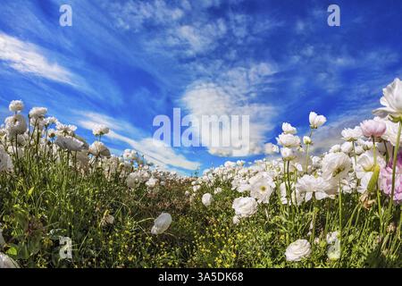 Dans le ciel bleu flottant des nuages blancs légers. Champ pittoresque de belles fleurs blanches et roses papillon. Le concept de photographie artistique Banque D'Images