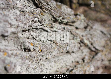 Une vue rapprochée de l'écorce d'arbre avec un éventail coloré de champignons. Il s'agit d'un saule situé à Gladstone, Mi sur la rive du lac Michigan. Directement o Banque D'Images