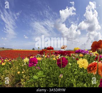 Papillons multicolores pittoresques et nuages de cirrus. Carte de voeux. Sud d'Israël, jour d'été. Le concept écologique, rural et photot Banque D'Images