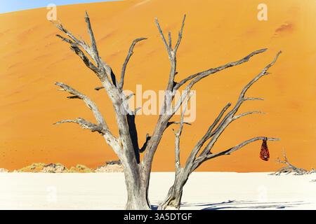 Le fond du lac séché et les restes pétrifiés d'arbres anciens. Deadvlei est la principale attraction naturelle du parc Namib-Naukluft. Namib des Banque D'Images