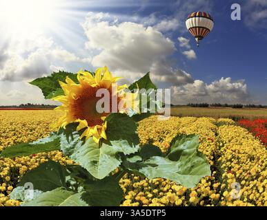 L'énorme ballon multicolore vole dans le ciel nuageux au-dessus du champ de kibboutz. Le champ est semé par des papillons jaunes fleuris et un su pittoresque Banque D'Images