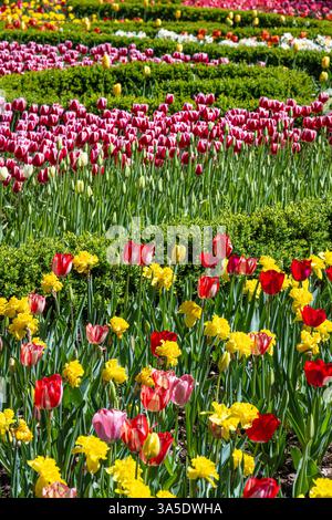 De belles tulipes colorées exposées lors de 'Atlanta Blooms !' Au jardin botanique d'Atlanta à Atlanta, Géorgie. (ÉTATS-UNIS) Banque D'Images