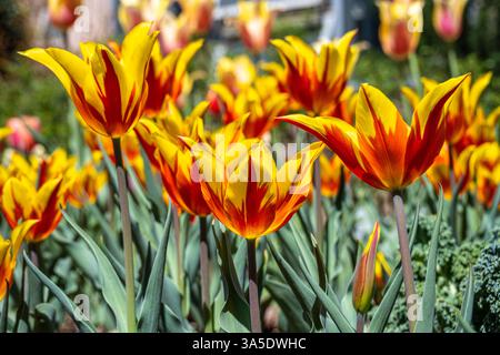 Tulipes colorées et flamboyantes exposées lors des 'Atlanta Blooms !' Au jardin botanique d'Atlanta à Atlanta, Géorgie. (ÉTATS-UNIS) Banque D'Images