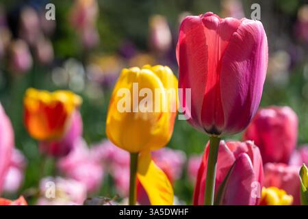 De belles tulipes colorées exposées lors de 'Atlanta Blooms !' Au jardin botanique d'Atlanta à Atlanta, Géorgie. (ÉTATS-UNIS) Banque D'Images