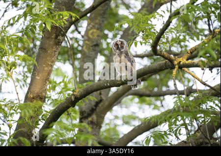 Hibou à oreilles longues (Asio otus), jeune oiseau, nid naissant, Bottrop, région de la Ruhr, Rhénanie du Nord-Westphalie, Allemagne, Europe Banque D'Images