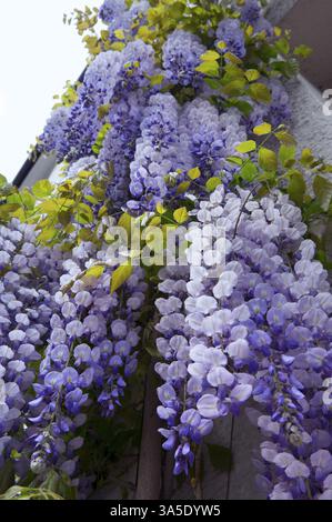 Wisteria chinoise (Wisteria sinensis), pluie bleue chinoise, wisteria chinoise, wisteria wisteria, Chinaflor (Wisteria sinensis) Banque D'Images