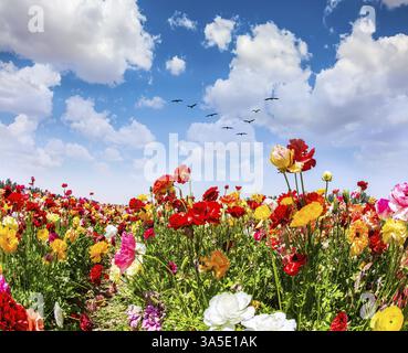 Printemps en Israël. De belles tasses de jardin multicolores poussent dans un champ de kibboutz. Les grands oiseaux survolent le sol. Un merveilleux voyage pour la beauté printanière. Banque D'Images