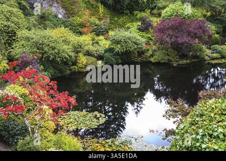 Dans l'étang, envahi par les lis, les arbres réfléchis et le ciel. Charmant parc paysager et floral Butchart Gardens sur l'île de Vancouver Banque D'Images