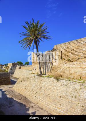 L'ancienne Césarée, Israël. Palmier solitaire poussant sur les rochers Banque D'Images