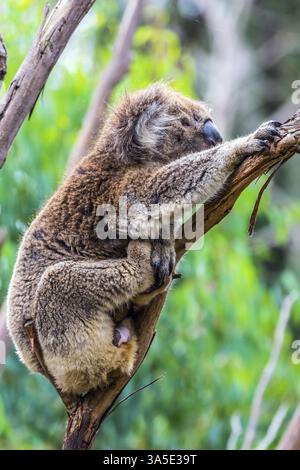 Le koala brun ou ours marsupial est un mammifère herbivore. Australie endémique. Le seul représentant moderne de la famille koal. Concept d'écotourisme Banque D'Images