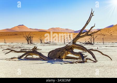 Désert du Namib. Le fond du lac séché et les restes pétrifiés d'arbres anciens. Deadvlei est la principale attraction naturelle du parc Namib-Naukl Banque D'Images