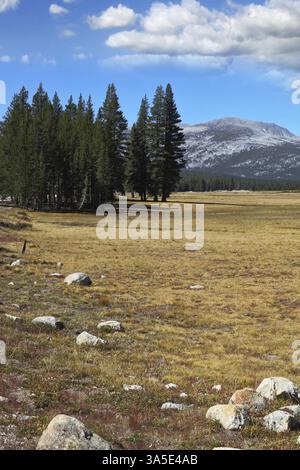 Pittoresque parc Yosemite au début de l'automne - une grande prairie avec l'herbe jaune sèche, les arbres à fourrure et les pierres Banque D'Images