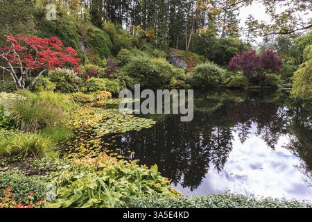 Fantastiques jardins floraux Butchart sur l'île de Vancouver, Canada. Étang calme, envahi de lis, parmi les saules pleureurs Banque D'Images