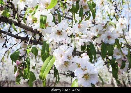 Début du printemps en Israël. Magnifique bosquet d'amandiers en fleurs. Les amandiers à fleurs blanches - roses poussent en rangées égales. Amandiers en fleurs. Merveilleux printemps Banque D'Images